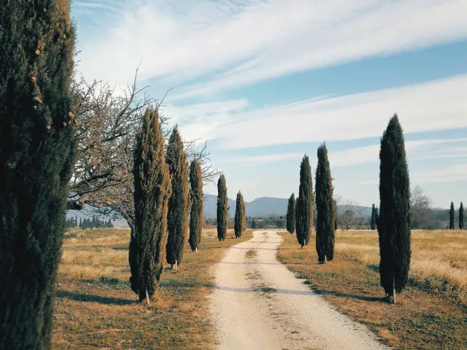 Chemin bordé de cyprès dans la campagne provençale